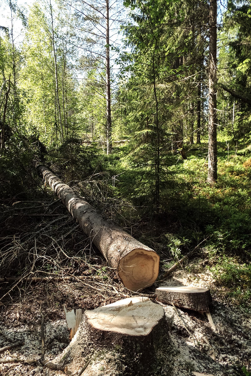 Läs mer om artikeln Enkelrum & Plockhugget: Ett samarbete för ett hållbart småhusbyggande i trä