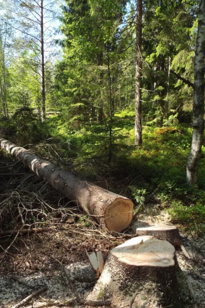Plockhugget träd i en skog. I förgrunden är stubben och bakom ligger den avsågade stammen