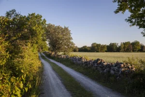 Grusväg bredvid en hage och träd på väg till bastuhuset