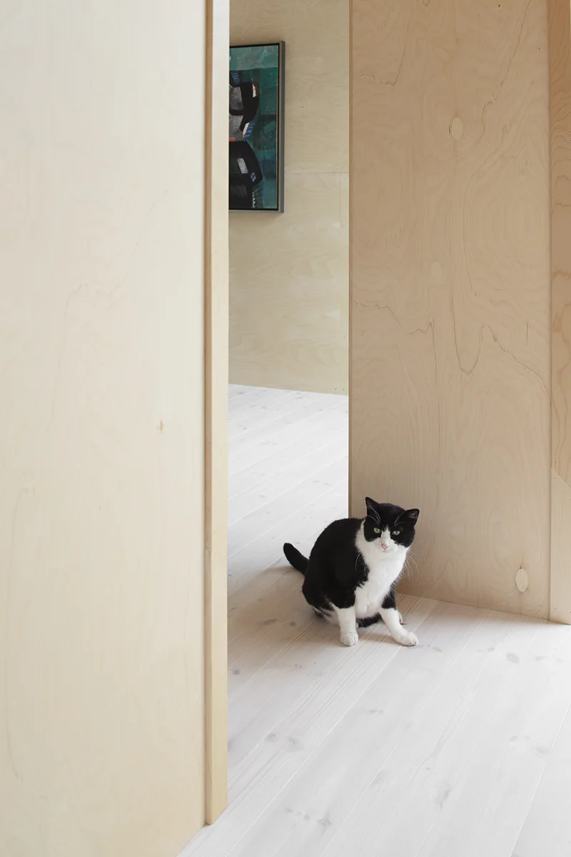 Katt i dörröppning mellan två rum med plywoodväggar och ljust trägolv